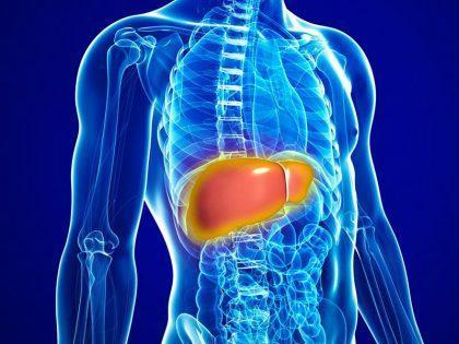 How Intox-Detox Works to Help Liver Function